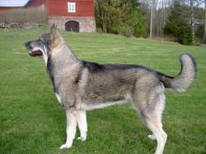 Schwedischer Elchhund - J�mthund